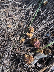 Dendrobium speciosum