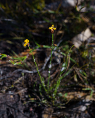 Xyris juncea