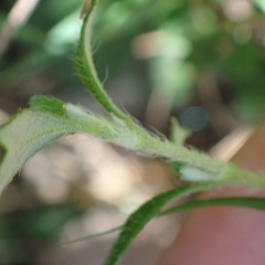 Xanthosia tridentata