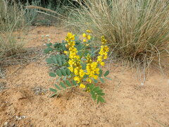 Senna italica