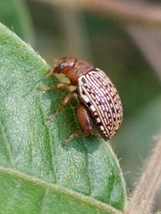 Calotheca
