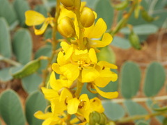 Senna italica