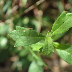 Xanthosia tridentata