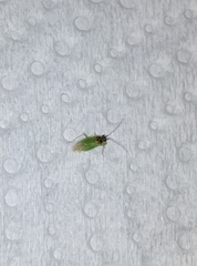 Cyrtorhinus