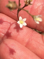 Wahlenbergia androsacea