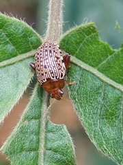 Calotheca