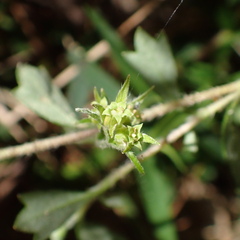 Xanthosia tridentata