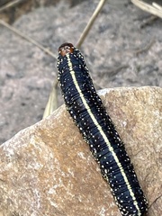 Chlanidophora albicancellata