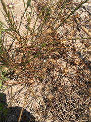 Wahlenbergia androsacea
