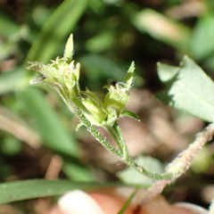 Xanthosia tridentata