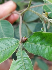 Calotheca