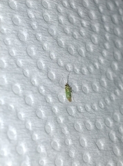 Cyrtorhinus