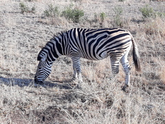 Equus quagga chapmani