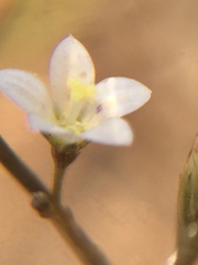 Wahlenbergia androsacea