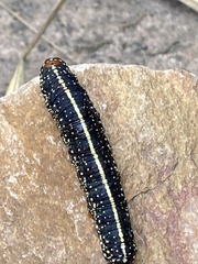 Chlanidophora albicancellata