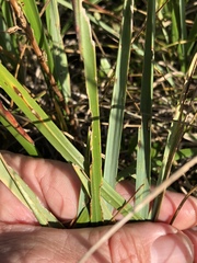 Leymus innovatus