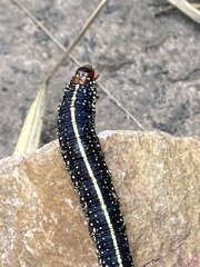 Chlanidophora albicancellata