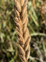 Leymus innovatus