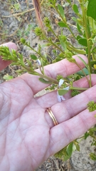 Scaevola crassifolia