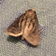 Agrotis gladiaria