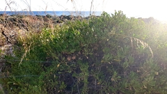 Scaevola crassifolia