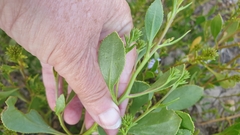 Scaevola crassifolia