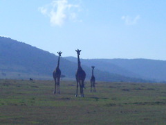 Giraffa camelopardalis