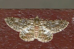 Cleora cucullata
