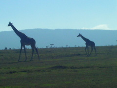Giraffa camelopardalis