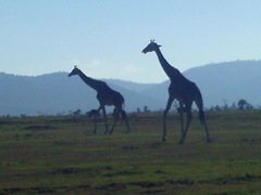 Giraffa camelopardalis