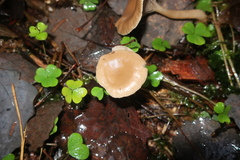 Singerocybe clitocyboides