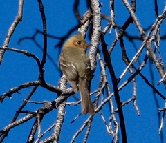 Mitrephanes phaeocercus