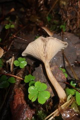 Singerocybe clitocyboides