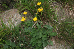 Senecio doronicum orientalis