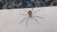 Philodromus cespitum