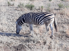 Equus quagga chapmani