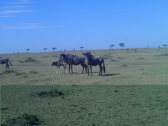 Connochaetes taurinus