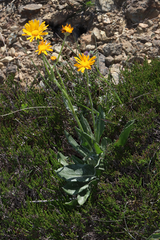Senecio doronicum orientalis