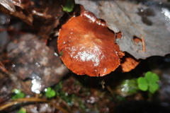 Laccaria proxima