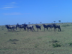 Connochaetes taurinus