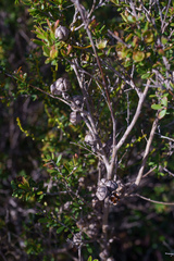 Leptospermum polygalifolium