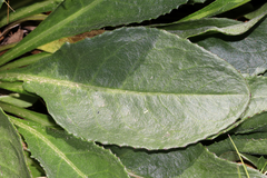 Senecio doronicum orientalis