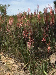 Watsonia fourcadei