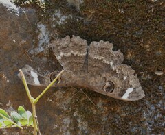 Erebus hieroglyphica