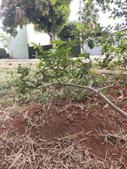 Psidium guajava