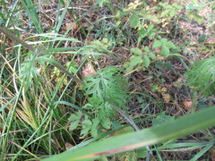 Aconitum barbatum
