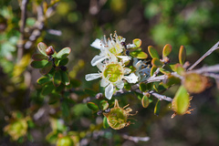 Leptospermum polygalifolium