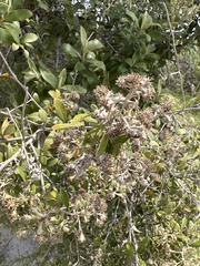 Tarchonanthus littoralis