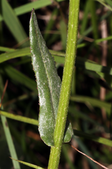 Senecio doronicum orientalis