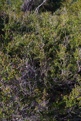 Leptospermum polygalifolium